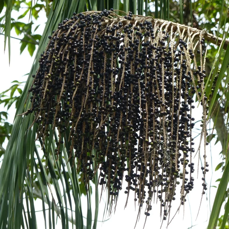 Açaí berries growing on the açaí palm — Concord Wholesale