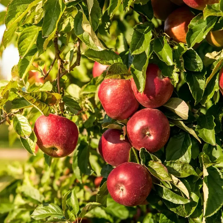 Red apples growing on the tree — Concord Wholesale