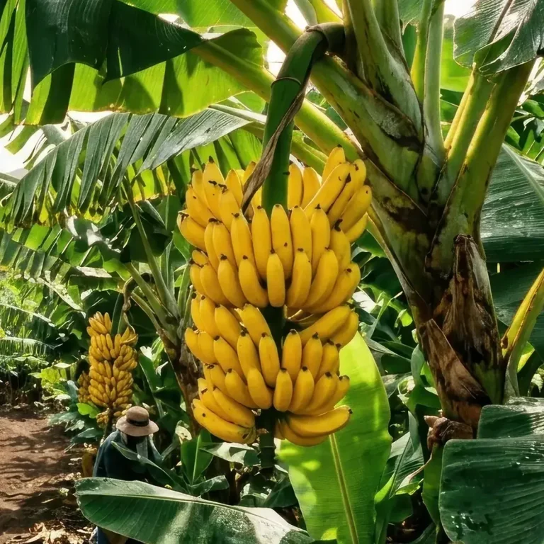 Bananas growing on the banana plant — Concord Wholesale
