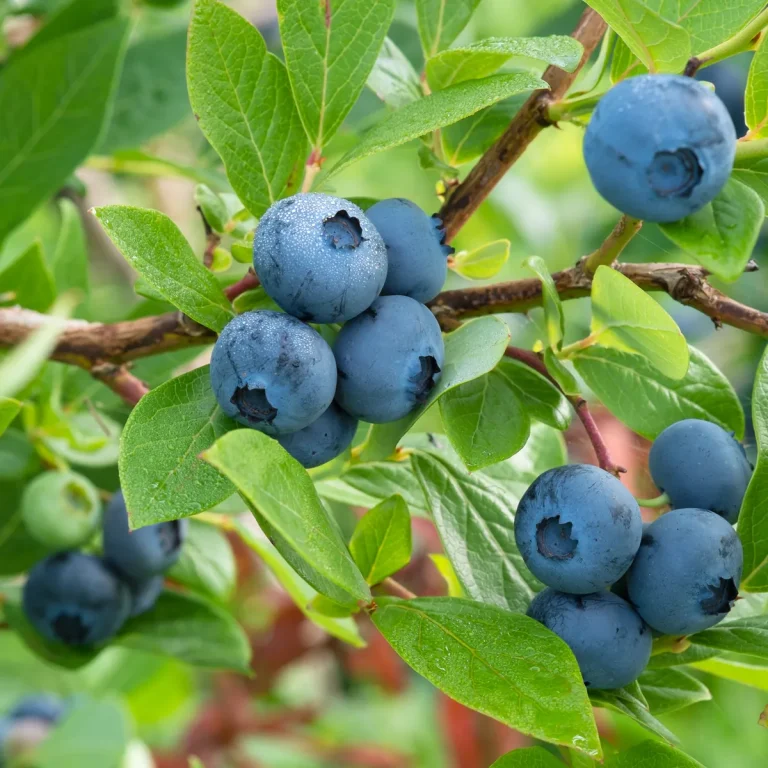 Blueberries on the bush — Concord Wholesale