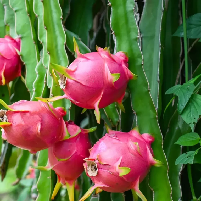 Dragon fruit growing on the cactus — Concord Wholesale
