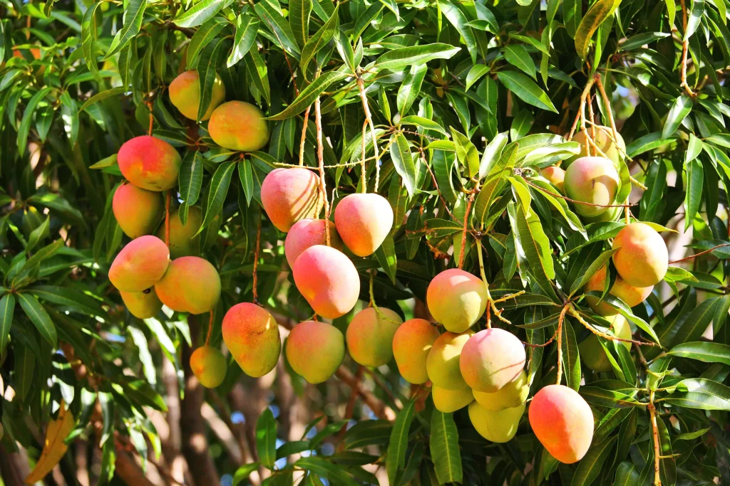 Ripe mangoes hanging on a mango tree — Concord Wholesale