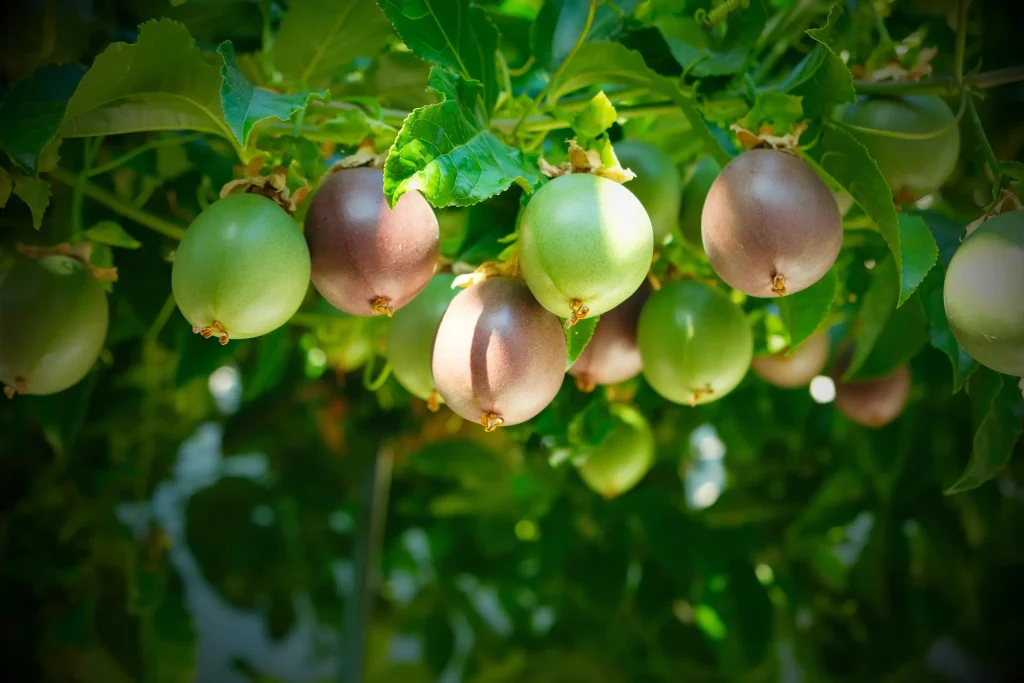 Passion fruit hanging on the vine — Concord Wholesale