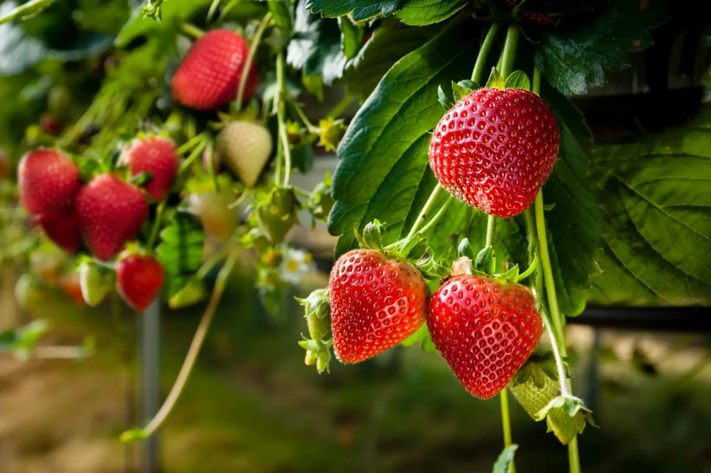 Ripe strawberries on the plant — Concord Wholesale
