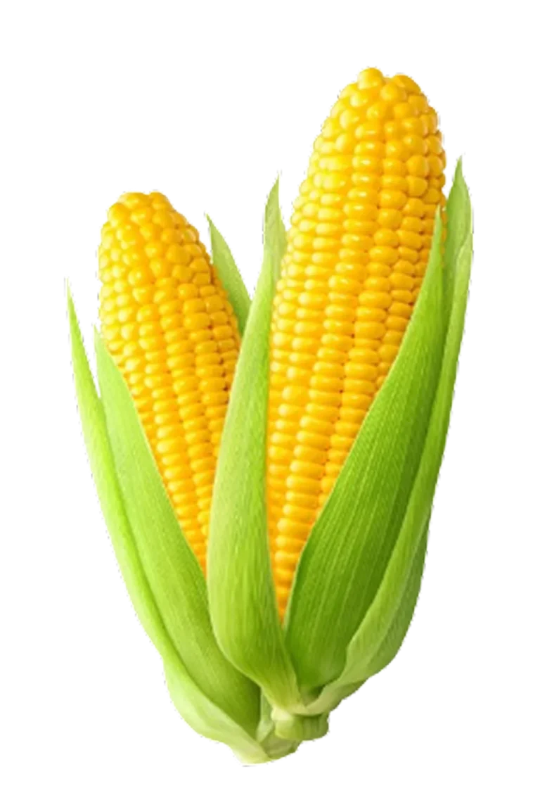 Sweet Corn